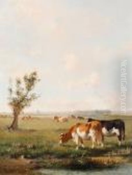 Cows Grazing In A Summer Meadow - view 1