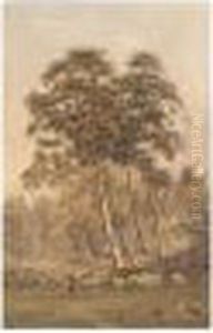 Birch Trees; The Woodland Path by James Whaite