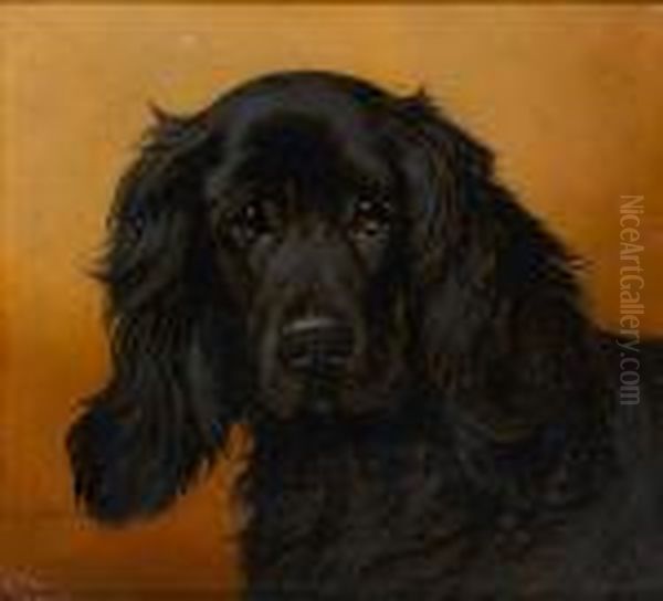 A Cocker Spaniel - view 1
