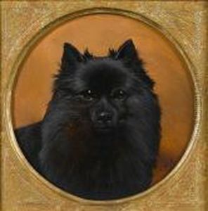 Head Of A Pomeranian by John Arnold Wheeler