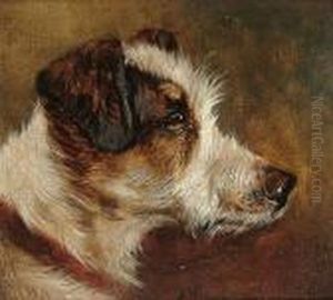 Head Study Of A Terrier
