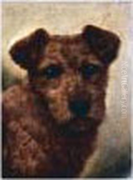 Welsh Border Collie; Terrier; Irish Terrier - view 1