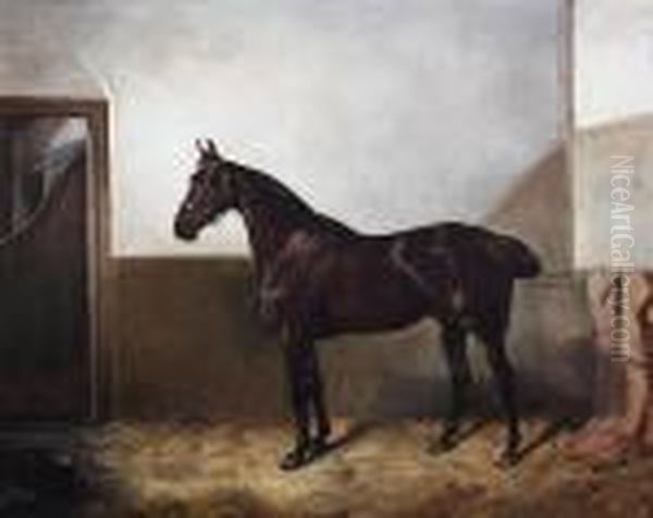 Dark Bay Hunter In A Stable - view 1
