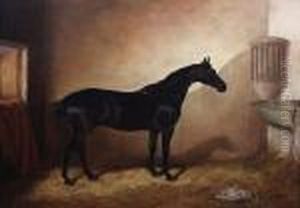 Dark Bay Hunter In A Stable