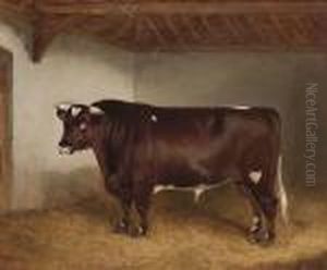 Lord Somerset Iii, A Short Horn Bull In A Stable Interior by John Alfred Wheeler