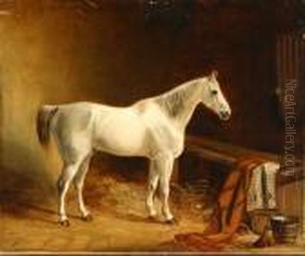 Grey Hunter In A Stable - view 1