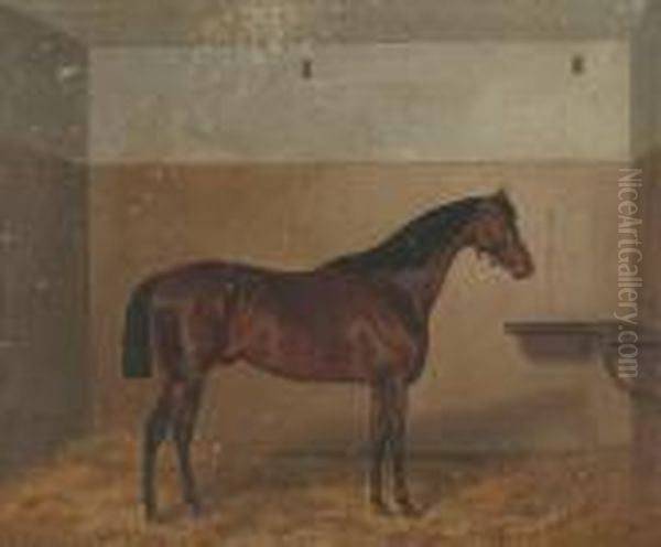 ''the Doctor' - A Bay Horse In A Loose Box' - view 1