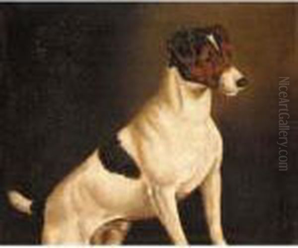A Jack Russell - view 1
