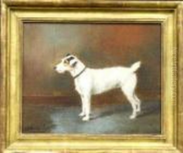 A Jack Russell Terrier - view 1