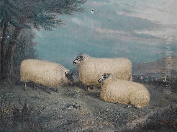 Prize Sheep At Rest In A Landscape - view 1
