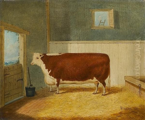 A Hereford Shorthorn In A Stable - view 1