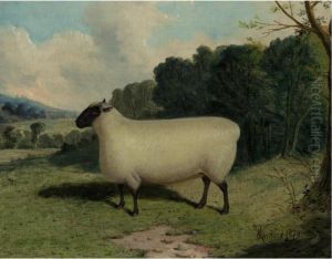 A Prize Ewe