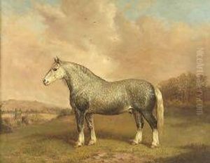 Study Of A Heavy Horse