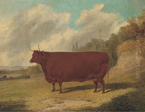 A Prize Cow In An Extensive Landscape - view 1