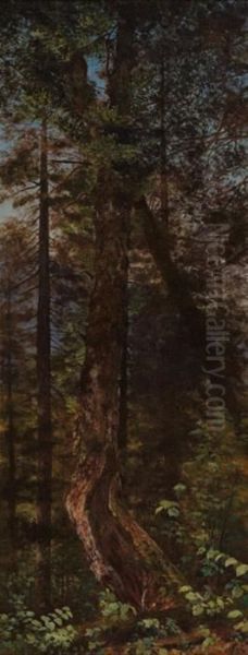 "pine Trees, Minerva" - view 1