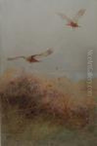 Marsh Harrier - view 1