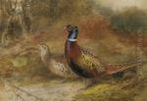 A Cock And Hen Pheasant In A Woodland Glade