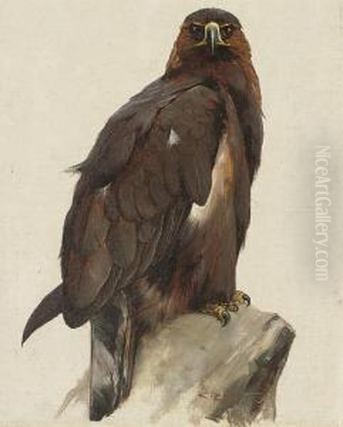 Golden Eagle - view 1