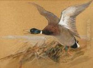 Mallard Drake In Flight by Charles Whymper