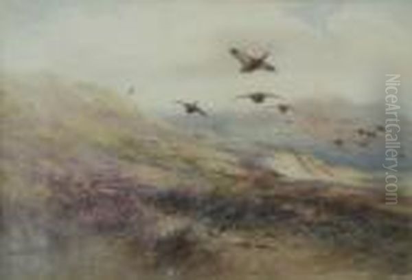 Grouse In Flight Over Moorland - view 1
