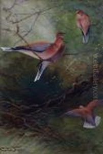 A Group Of Doves by Charles Whymper