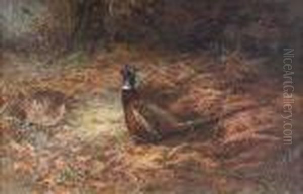 Pheasants In Undergrowth - view 1