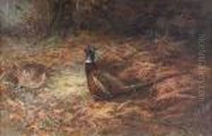 Pheasants In Undergrowth
