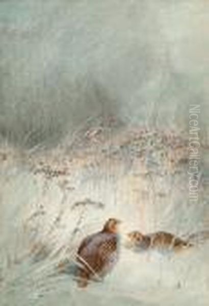 Grey Partridge In Undergrowth - view 1