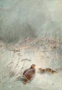 Grey Partridge In Undergrowth