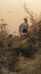 A Covey Of Partridge In The Bracken At Sunset