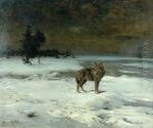 Wilk Samotnik