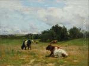 Cattle Grazing
