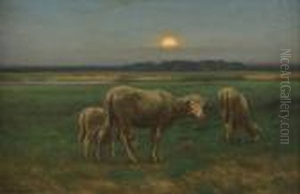 Sheep - view 1