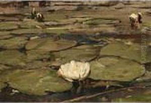 Waterlilies