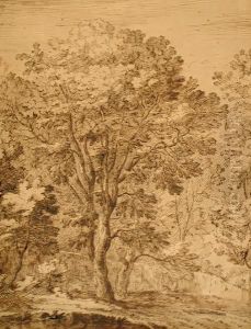 Study Of Trees Before A Wall