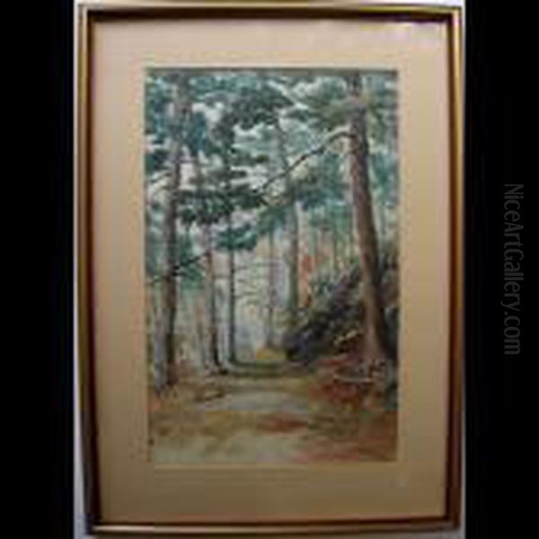 Sunlit Woodland Path - view 1