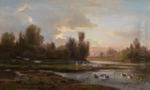 Anatre Sul Stagno