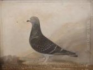 Portrait Of A Racing Pigeon ' Old Bill 1925 Messers Whates &
Sons ' Portrait Of A Racing Pigeon ' Old Bill 1925 Messers Whates &
Sons '