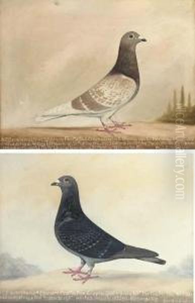 Prize Racing Pigeons - view 1