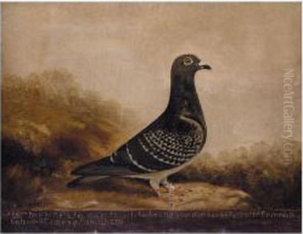Study Of The Racing Pigeon 280 - view 1