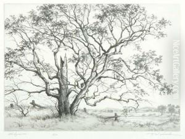 Old Sycamor - view 1