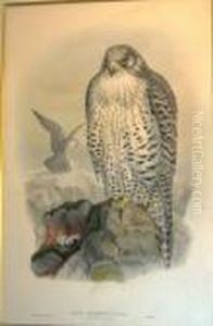 & Henry Constantine Richter,
After Falco Islands - Iceland Falcon, Chroma Lithograph, 53cm X 36cm,
Framed & Henry Constantine Richter,
After Falco Islands - Iceland Falcon, Chroma Lithograph, 53cm X 36cm,
Framed