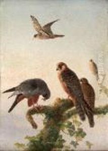 Red-footed Falcons Red-footed Falcons
