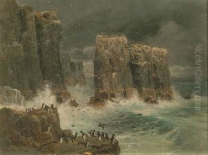 Comorants And Puffins - Possibly The Farne Islands