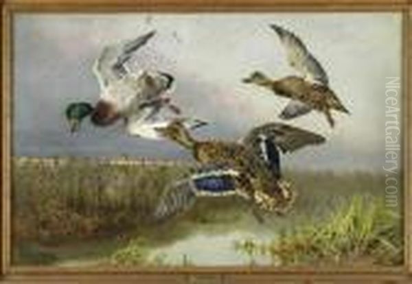 Duck Shooting - view 1