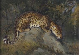 Anticipation, Leopard On A Rock by William Arnold Woodhouse
