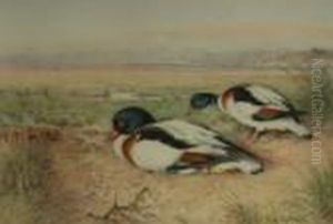 Study Of Ducks by William Arnold Woodhouse