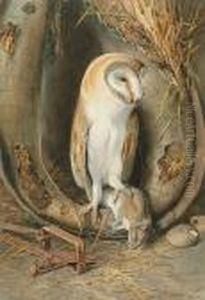 Barn Owl Barn Owl