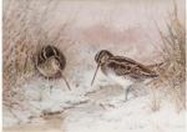 Snipe In Snow - view 1