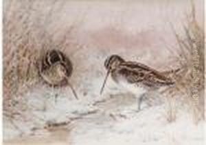 Snipe In Snow by William Arnold Woodhouse
